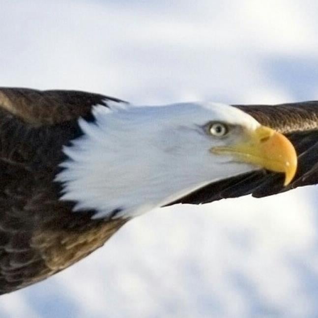 Forex eagle eyes
